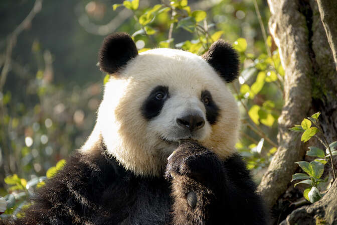 Chengdu & Chongqing!